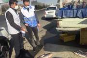 گشت مشترک بازرسی از مراکز سیار ماهی فروشی در شهرستان اسلامشهر